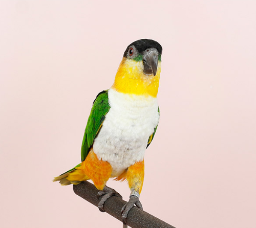 Ȯ�� �̹���