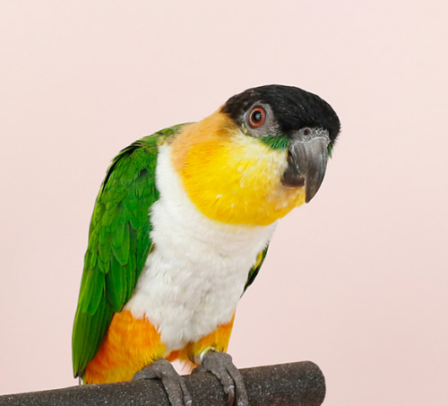 Ȯ�� �̹���