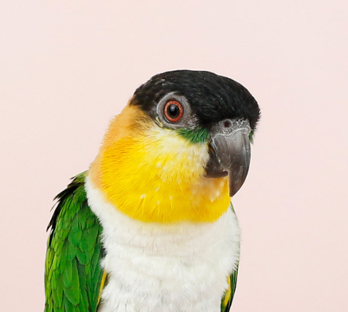 Ȯ�� �̹���