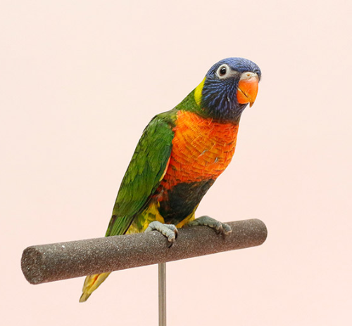 Ȯ�� �̹���