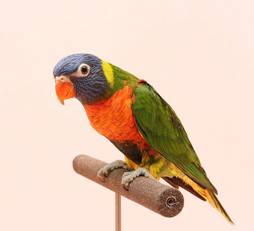 Ȯ�� �̹���