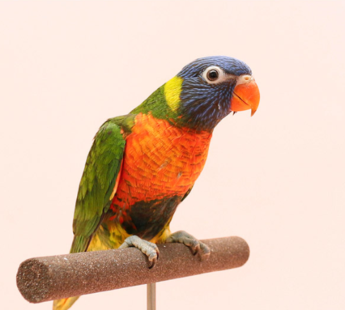 Ȯ�� �̹���