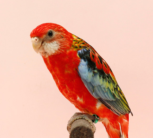 Ȯ�� �̹���