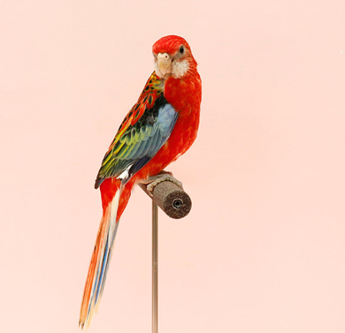 Ȯ�� �̹���