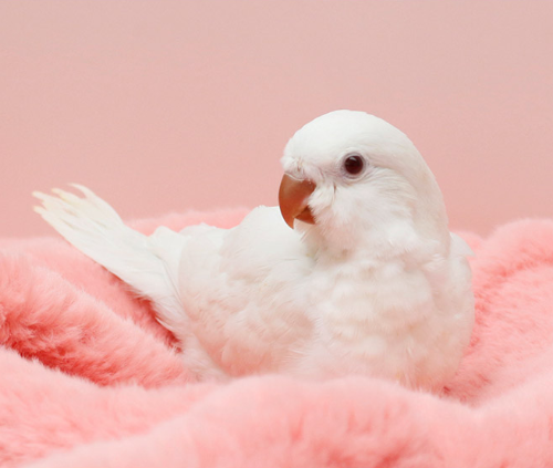 Ȯ�� �̹���