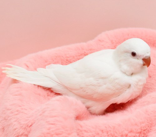 Ȯ�� �̹���