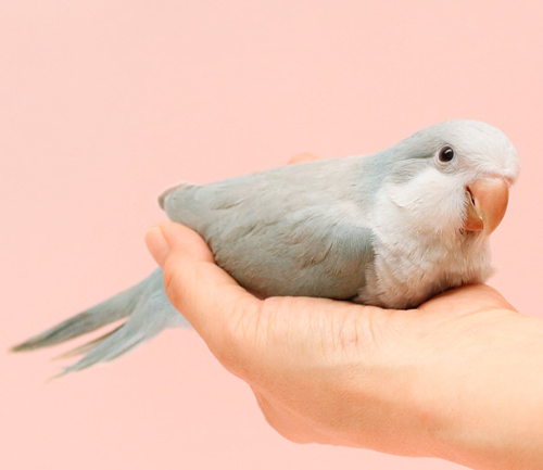 Ȯ�� �̹���