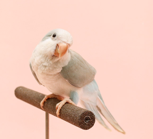 Ȯ�� �̹���