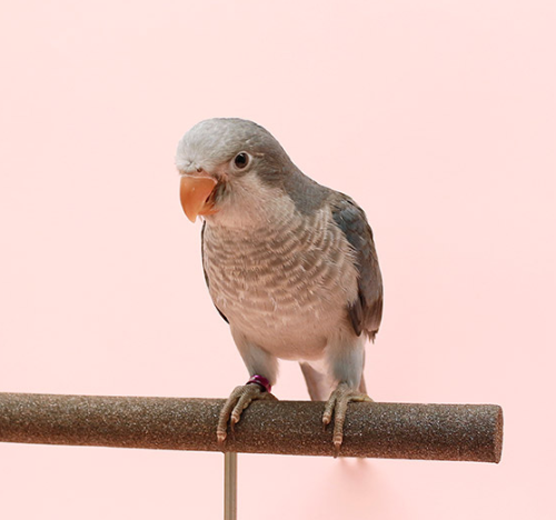 Ȯ�� �̹���