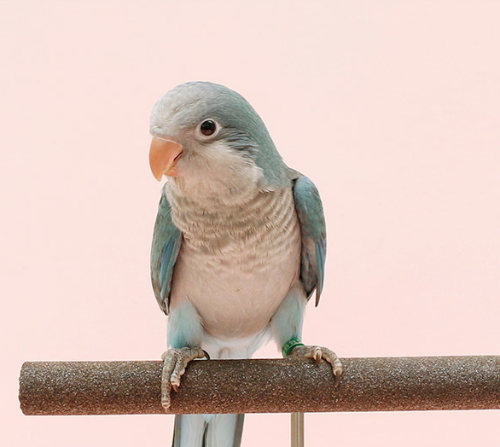 Ȯ�� �̹���