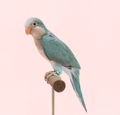 Ȯ�� �̹���