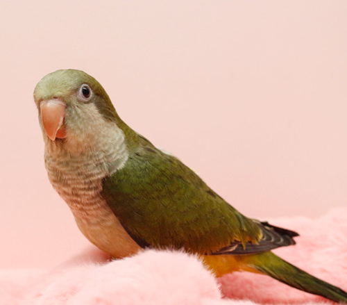 Ȯ�� �̹���