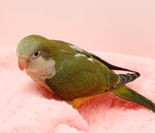 Ȯ�� �̹���