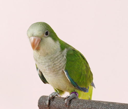 Ȯ�� �̹���