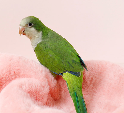 Ȯ�� �̹���