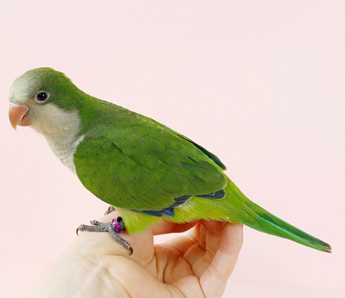 Ȯ�� �̹���