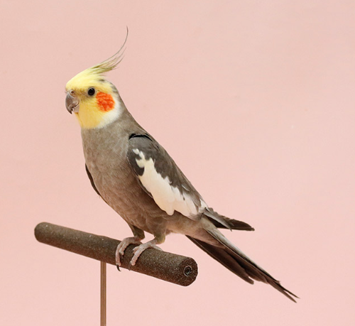 Ȯ�� �̹���