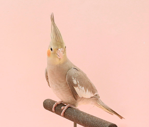 Ȯ�� �̹���