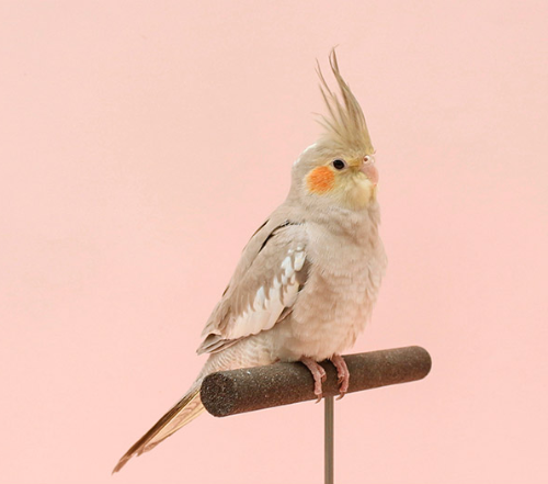 Ȯ�� �̹���