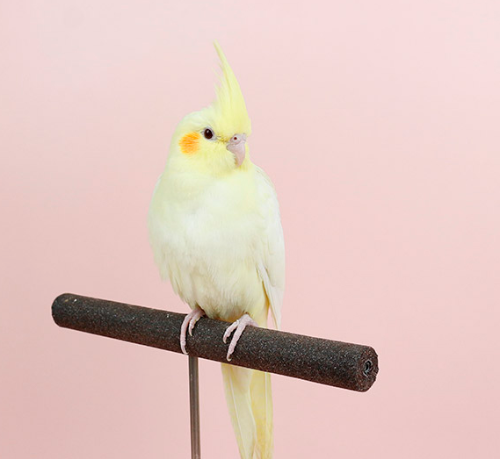 Ȯ�� �̹���