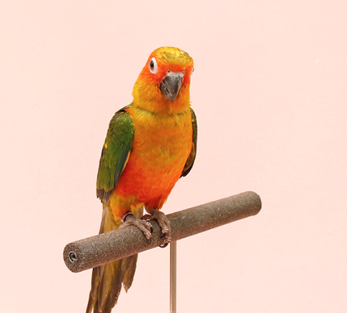 Ȯ�� �̹���