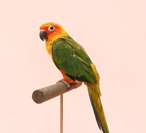 Ȯ�� �̹���