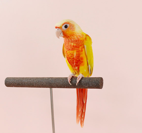 Ȯ�� �̹���