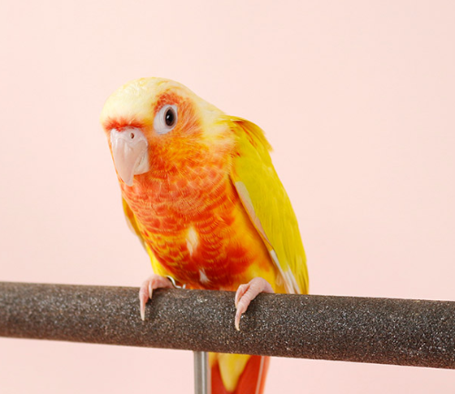 Ȯ�� �̹���