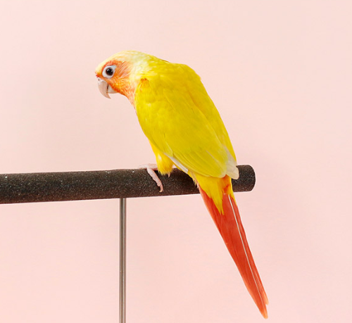 Ȯ�� �̹���