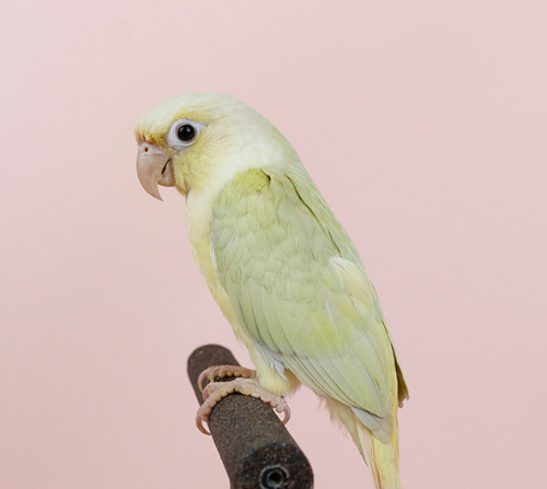 Ȯ�� �̹���