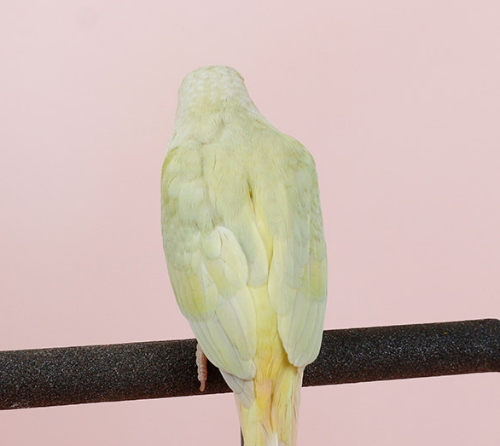 Ȯ�� �̹���