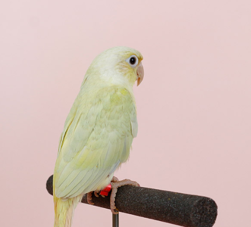 Ȯ�� �̹���