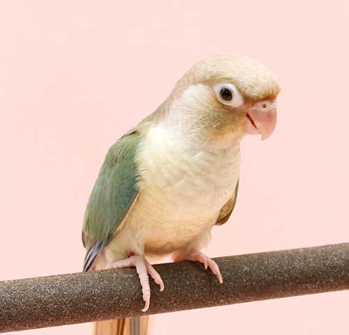 Ȯ�� �̹���