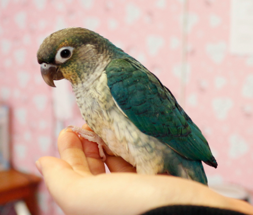 Ȯ�� �̹���