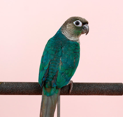 Ȯ�� �̹���