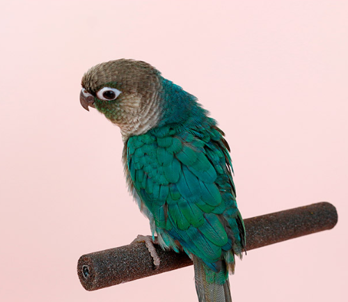 Ȯ�� �̹���