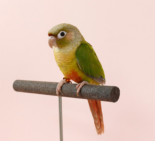 Ȯ�� �̹���