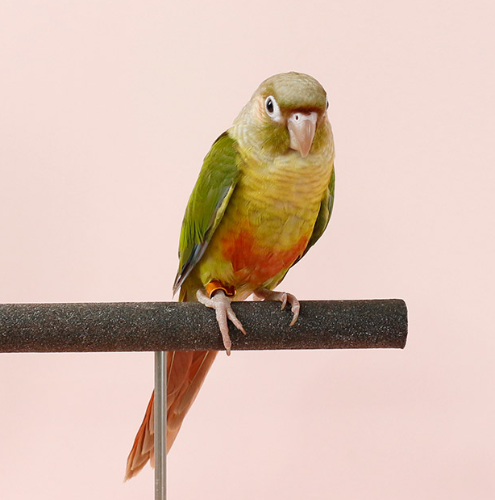 Ȯ�� �̹���