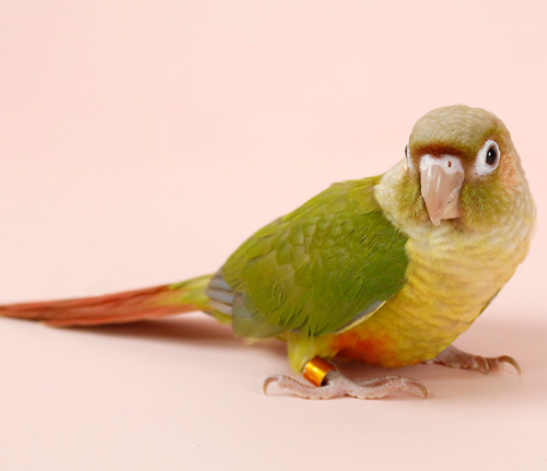 Ȯ�� �̹���