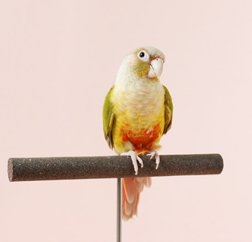 Ȯ�� �̹���