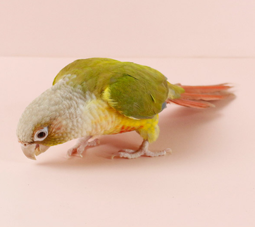 Ȯ�� �̹���