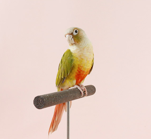 Ȯ�� �̹���