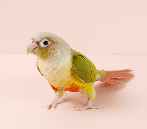 Ȯ�� �̹���