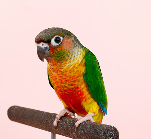 Ȯ�� �̹���