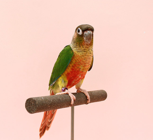 Ȯ�� �̹���