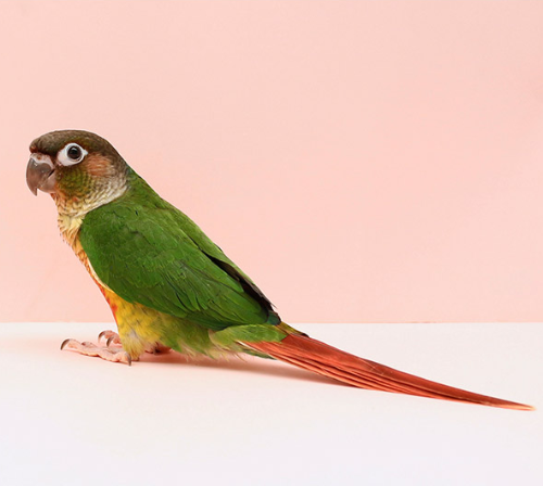 Ȯ�� �̹���