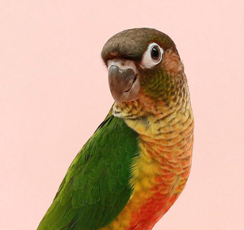 Ȯ�� �̹���