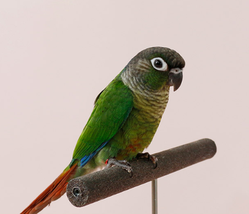 Ȯ�� �̹���