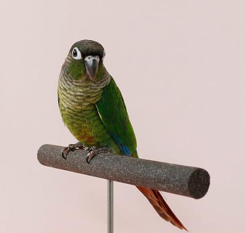 Ȯ�� �̹���