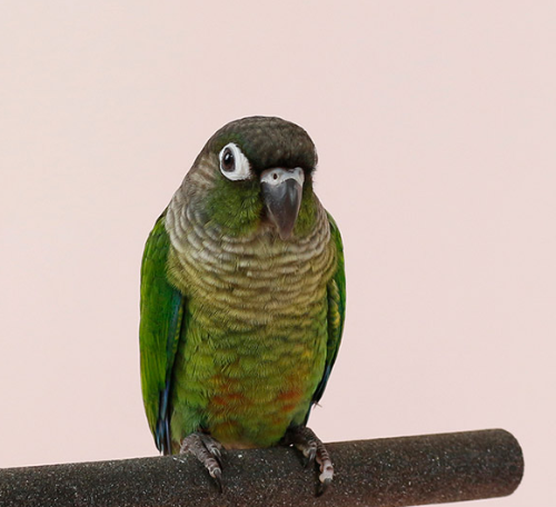 Ȯ�� �̹���